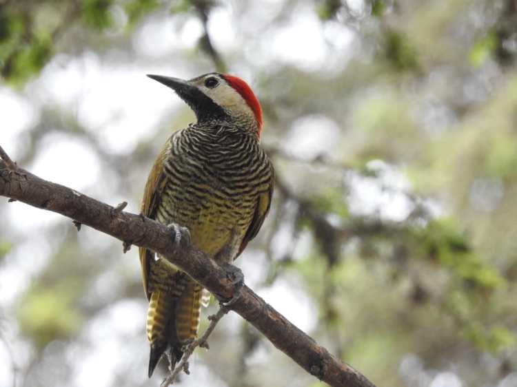 tour naturaleza chiclayo