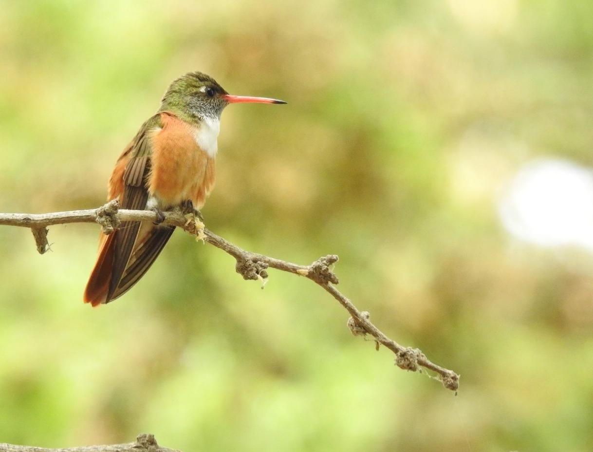 tour naturaleza chiclayo