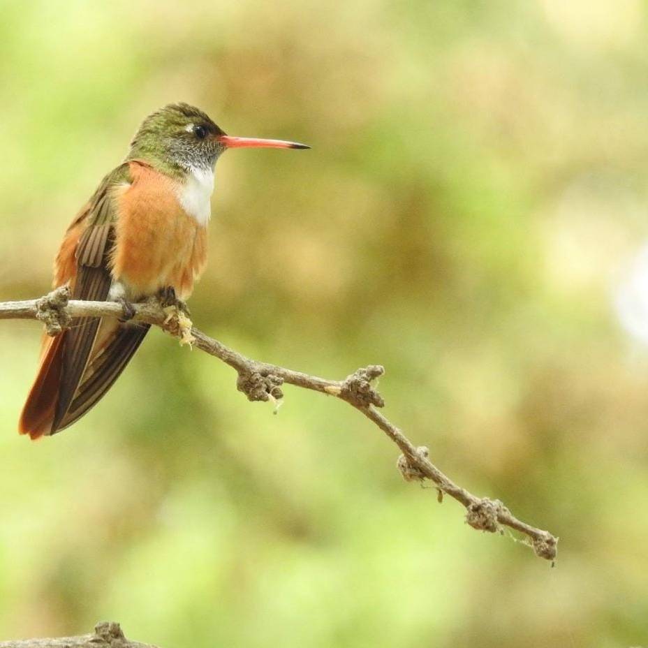 tour naturaleza chiclayo