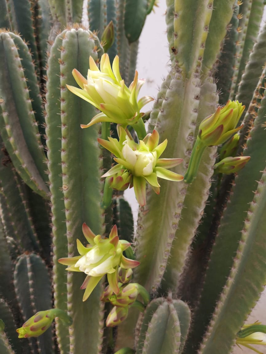 tour naturaleza chiclayo