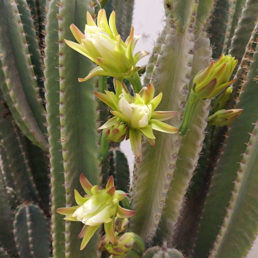 tour naturaleza chiclayo