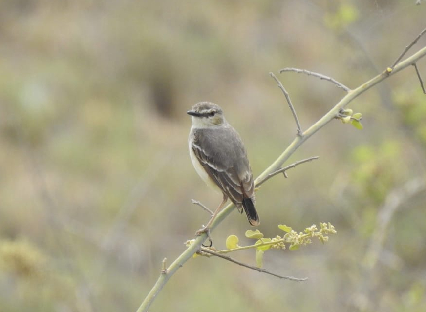 tour naturaleza chiclayo