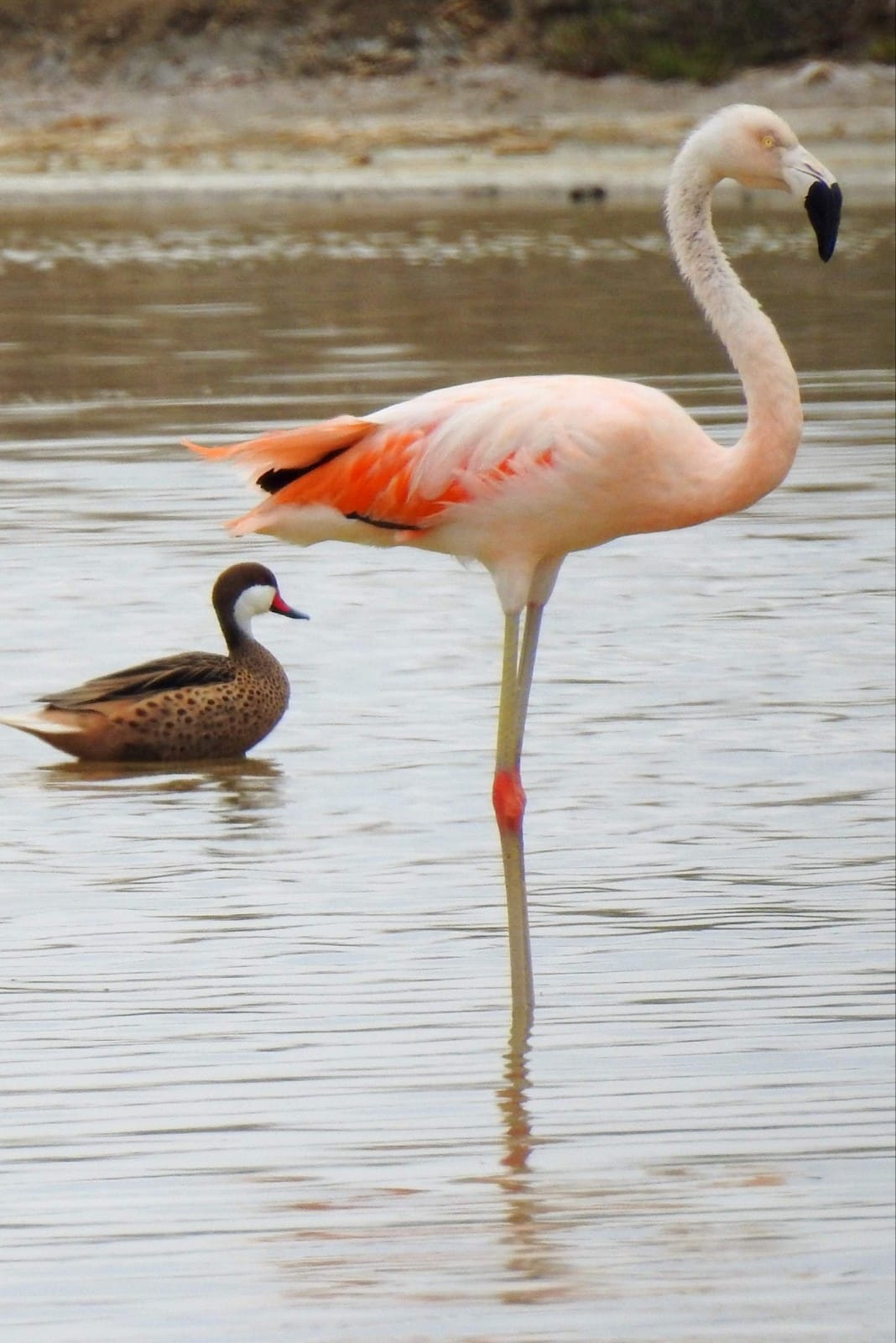 turismo playas chiclayo