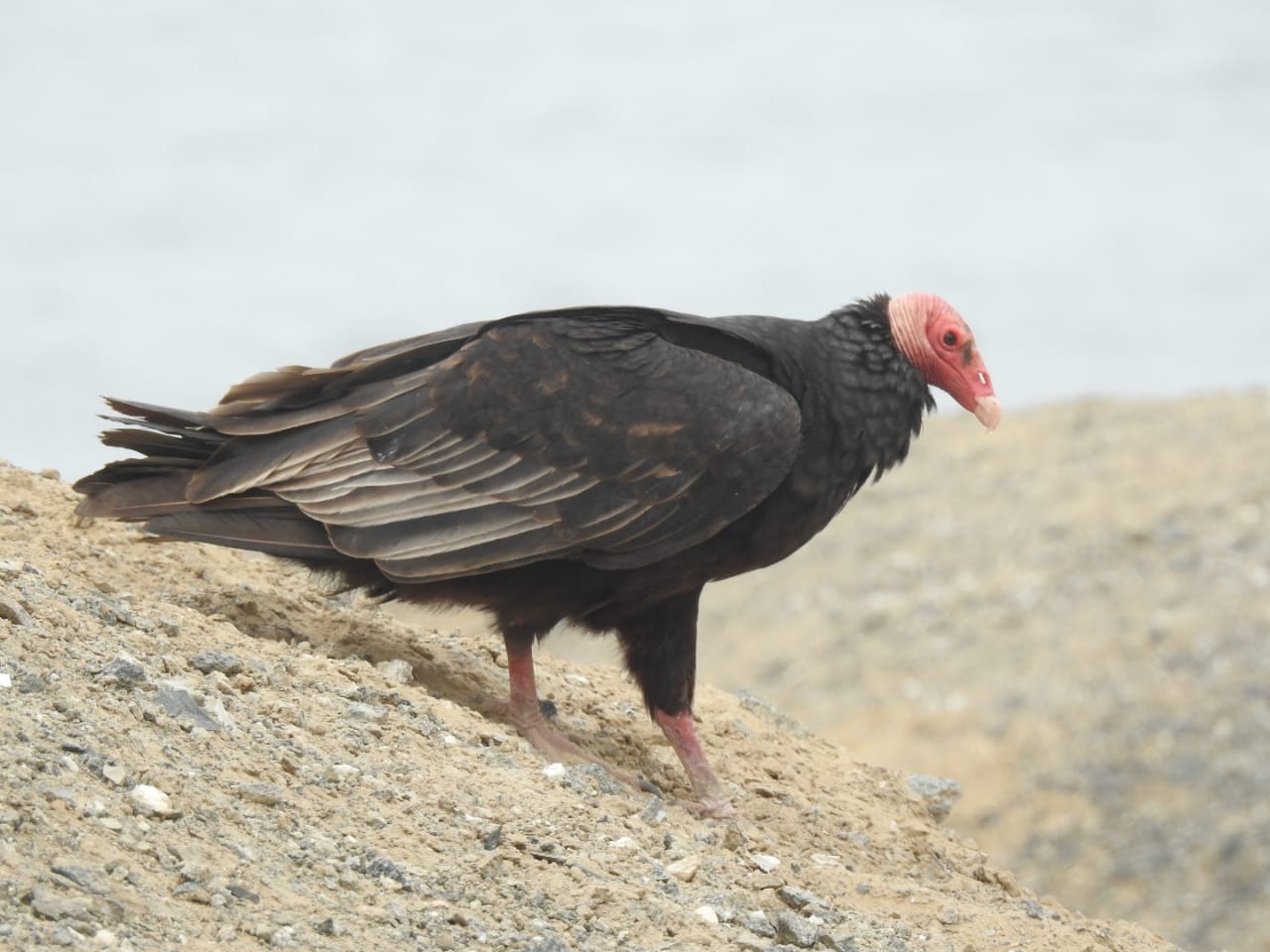tour naturaleza chiclayo