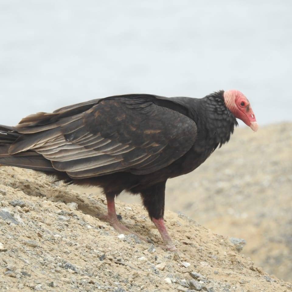 tour naturaleza chiclayo