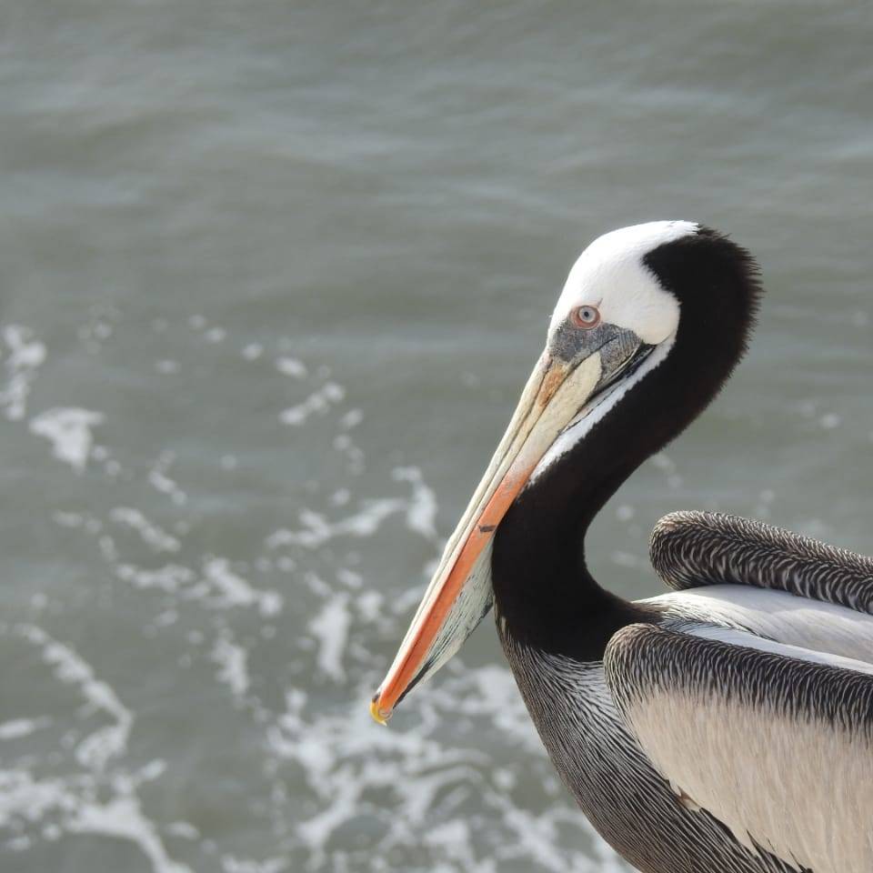 tour naturaleza chiclayo