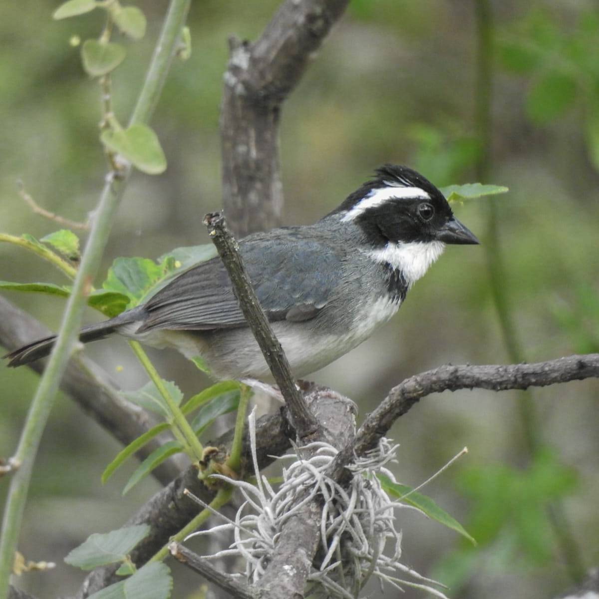 birdwatching chaparri